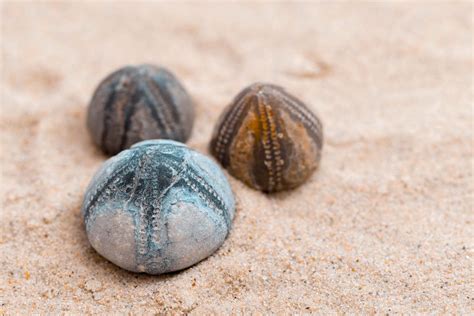 seeigel am ostsee.